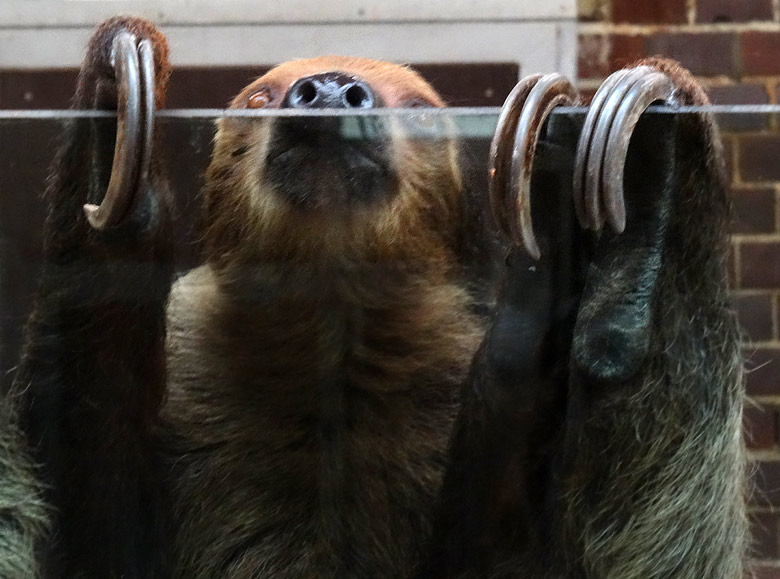 Zweifingerfaultier am 30. April 2016 im Südamerikahaus im Grünen Zoo Wuppertal