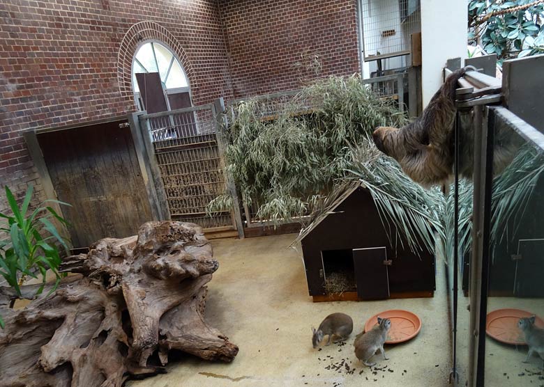 Zweifingerfaultier am 30. April 2016 im Südamerikahaus im Zoo Wuppertal