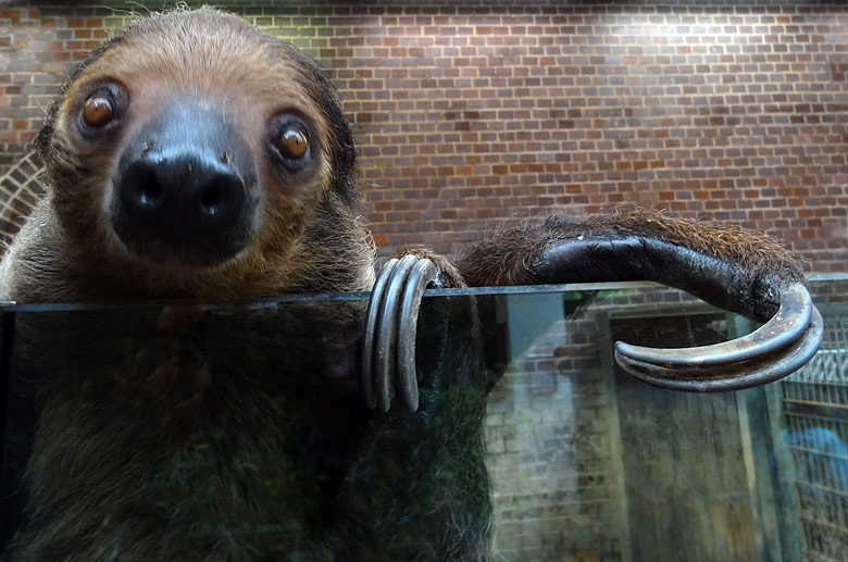 Zweifingerfaultier am 30. April 2016 im Südamerikahaus im Wuppertaler Zoo
