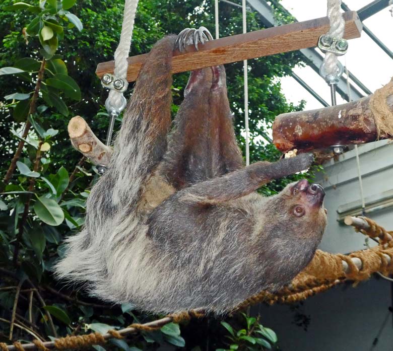 Zweifingerfaultier am 21. Oktober 2017 im Südamerikahaus im Grünen Zoo Wuppertal