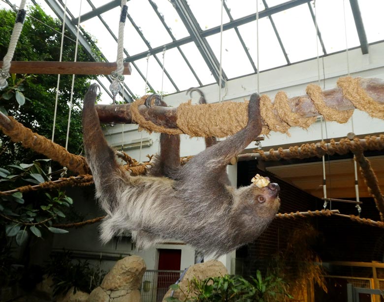 Zweifingerfaultier am 21. Oktober 2017 im Südamerikahaus im Wuppertaler Zoo