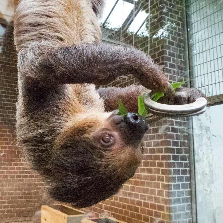 Männliches Zweifingerfaultier CLYDE am 30. Oktober 2017 im Südamerikahaus im Zoologischen Garten der Stadt Wuppertal