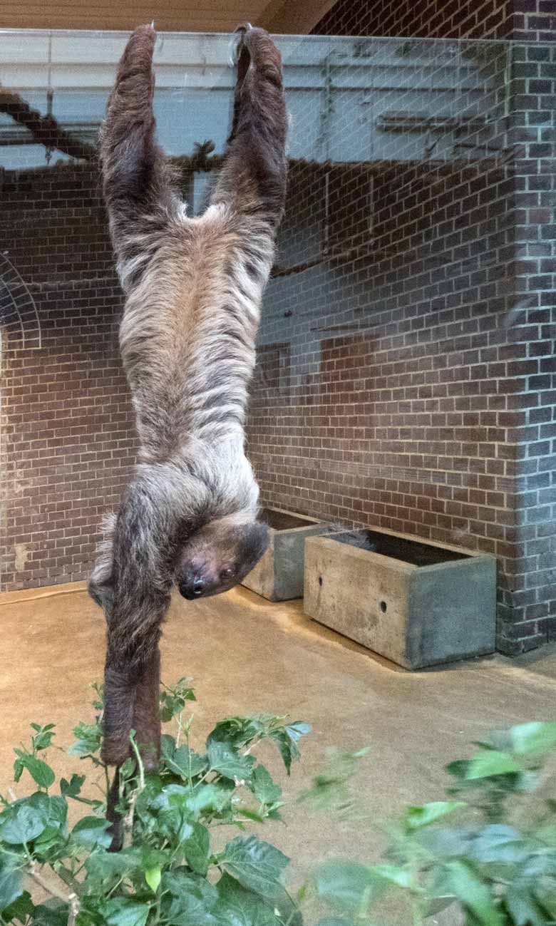 Männliches Zweifingerfaultier CLYDE am 30. Oktober 2017 im Südamerikahaus im Wuppertaler Zoo