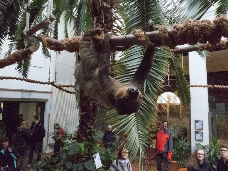 Männliches Zweifingerfaultier CLYDE am 30. Oktober 2017 im Südamerikahaus im Grünen Zoo Wuppertal