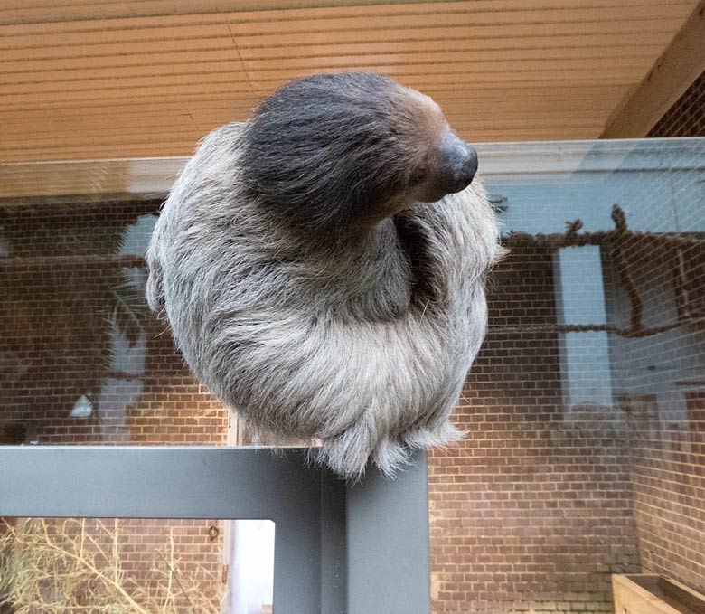 Zweifingerfaultier Männchen CLYDE am 16. Dezember 2017 im Südamerikahaus im Grünen Zoo Wuppertal