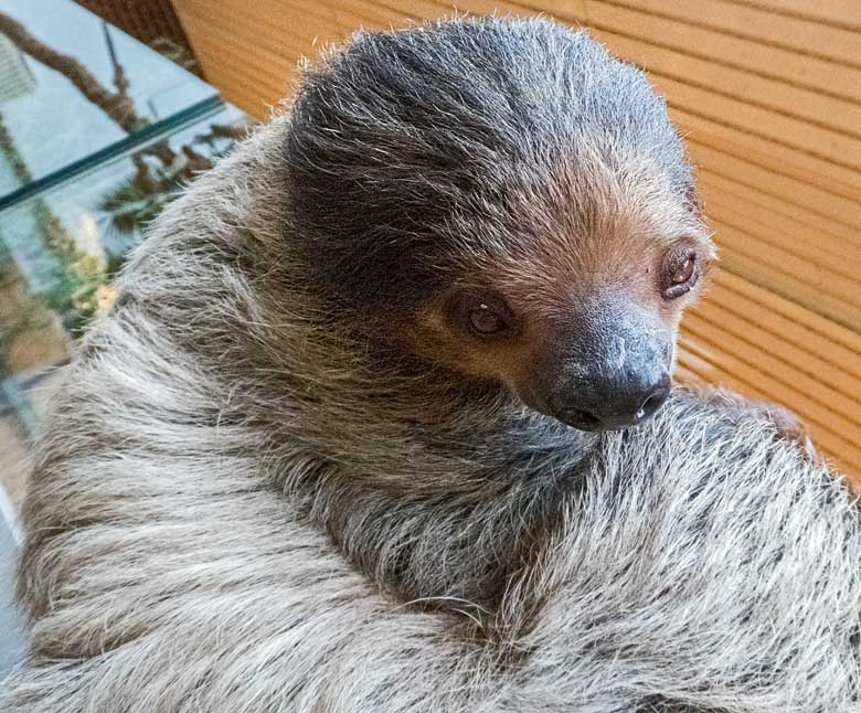 Zweifingerfaultier Männchen CLYDE am 16. Dezember 2017 im Südamerikahaus im Zoologischen Garten der Stadt Wuppertal