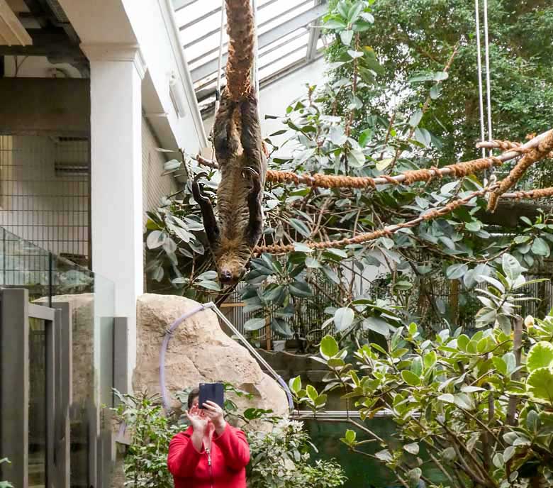 Zweifingerfaultier CLYDE am 21. Januar 2018 im Südamerikahaus im Wuppertaler Zoo