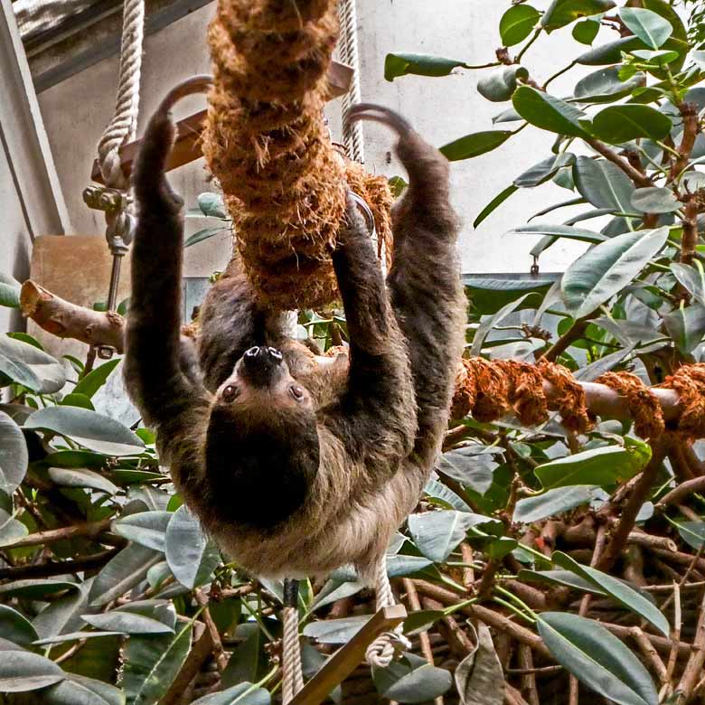 Zweifingerfaultier CLYDE am 21. Januar 2018 im Südamerikahaus im Grünen Zoo Wuppertal