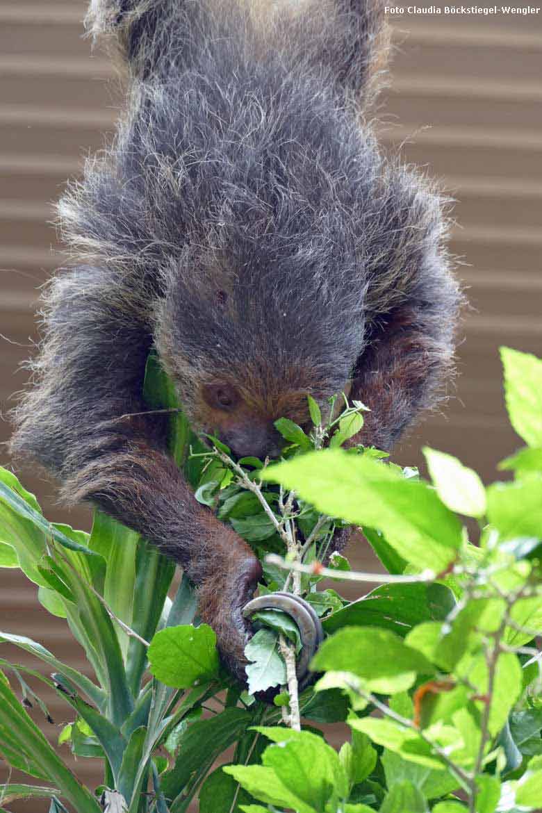 Zweifingerfaultier am 5. Mai 2018 im Südamerikahaus im Grünen Zoo Wuppertal (Foto Claudia Böckstiegel-Wengler)