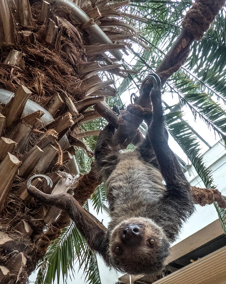 Zweifingerfaultier Weibchen SARITA am 6. April 2019 im Südamerika-Haus im Grünen Zoo Wuppertal