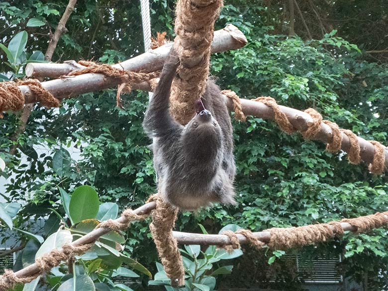 Zweifingerfaultier Weibchen SARITA am 30. September 2019 im Südamerika-Haus im Zoologischen Garten der Stadt Wuppertal