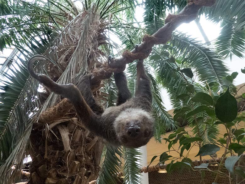 Zweifingerfaultier Weibchen SARITA am 30. September 2019 im Südamerika-Haus im Grünen Zoo Wuppertal