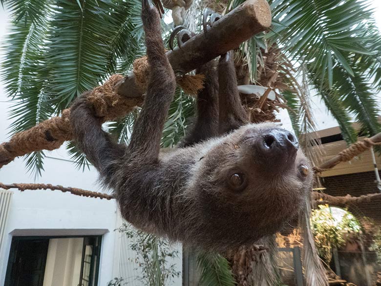 Zweifingerfaultier Weibchen SARITA am 30. September 2019 im Südamerika-Haus im Zoo Wuppertal