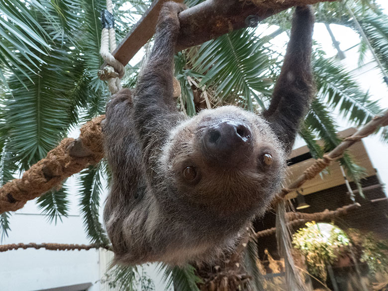 Zweifingerfaultier Weibchen SARITA am 30. September 2019 im Südamerika-Haus im Zoologischen Garten Wuppertal