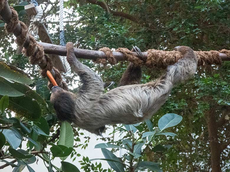 Zweifingerfaultier SARITA am 15. Januar 2020 im Südamerika-Haus im Grünen Zoo Wuppertal