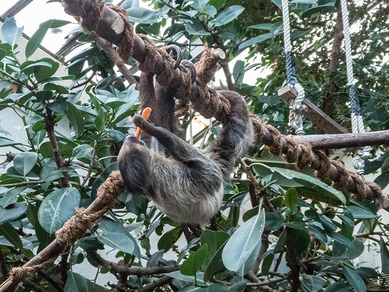 Zweifingerfaultier SARITA am 15. Januar 2020 im Südamerika-Haus im Zoo Wuppertal