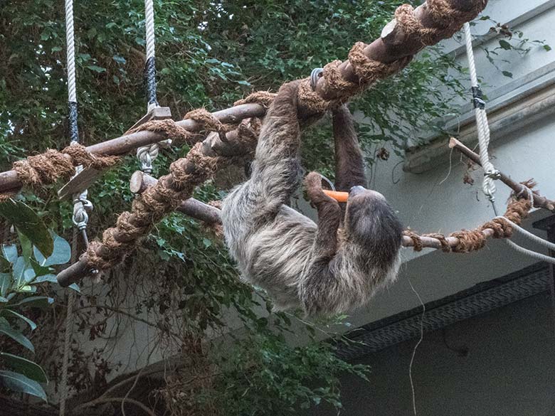 Zweifingerfaultier SARITA am 15. Januar 2020 im Südamerika-Haus im Zoologischen Garten Wuppertal