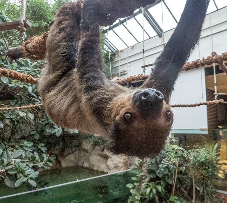 Zweifingerfaultier SARITA am 15. Januar 2020 im Südamerika-Haus im Grünen Zoo Wuppertal