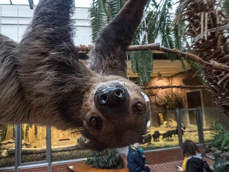 Zweifingerfaultier SARITA am 15. Januar 2020 im Südamerika-Haus im Wuppertaler Zoo