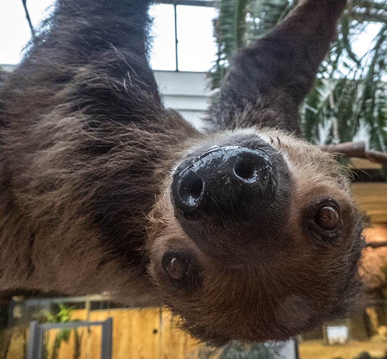 Zweifingerfaultier SARITA am 15. Januar 2020 im Südamerika-Haus im Zoo Wuppertal