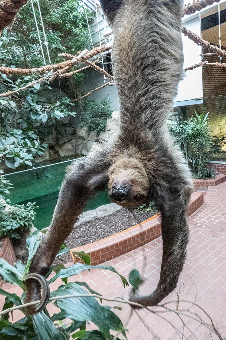 Zweifingerfaultier SARITA am 15. Januar 2020 im Südamerika-Haus im Wuppertaler Zoo