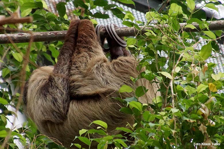 Zweifingerfaultier am 29. September 2021 im Südamerika-Haus im Wuppertaler Zoo (Foto Klaus Tüller)