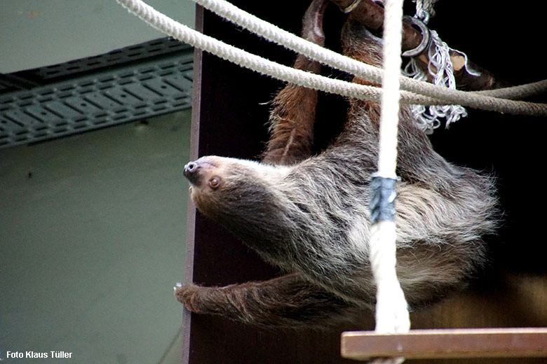 Zweifingerfaultier am 29. September 2021 im Südamerika-Haus im Grünen Zoo Wuppertal (Foto Klaus Tüller)