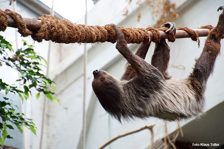 Zweifingerfaultier am 29. September 2021 im Südamerika-Haus im Zoologischen Garten der Stadt Wuppertal (Foto Klaus Tüller)