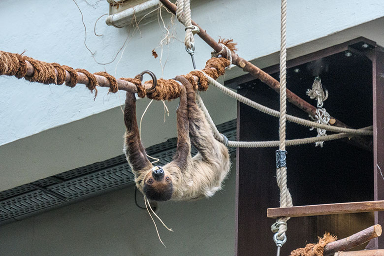 Männliches Zweifingerfaultier CLYDE am 15. Februar 2022 im Südamerika-Haus im Grünen Zoo Wuppertal