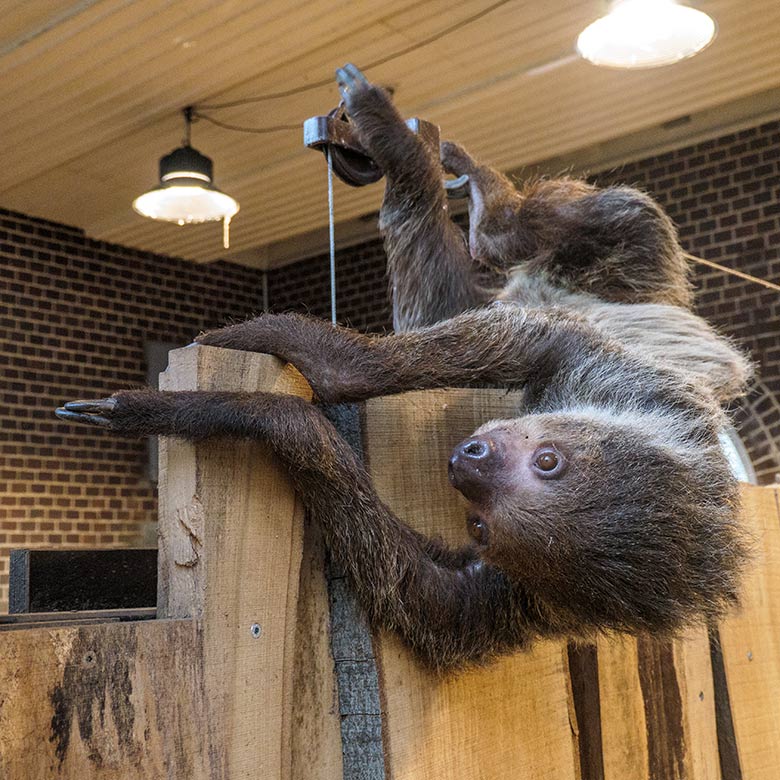 Weibliches Zweifingerfaultier SARITA am 15. Februar 2022 im Gehege der Halsbandpekaris im Südamerika-Haus im Grünen Zoo Wuppertal