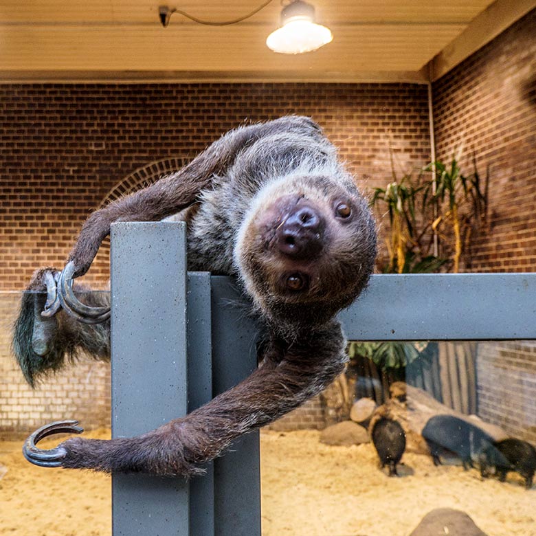 Weibliches Zweifingerfaultier SARITA am 15. Februar 2022 an der Glasscheibe bei den Halsbandpekaris im Südamerika-Haus im Grünen Zoo Wuppertal