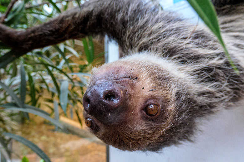 Weibliches Zweifingerfaultier SARITA am 15. Februar 2022 am Gehege der Halsbandpekaris im Südamerika-Haus im Grünen Zoo Wuppertal