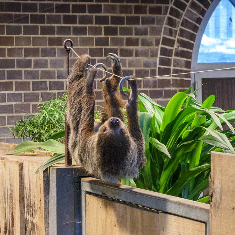 Weibliches Zweifingerfaultier SARITA am 15. Februar 2022 im Gehege der Halsbandpekaris im Südamerika-Haus im Grünen Zoo Wuppertal