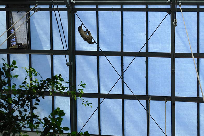Zweifingerfaultier am 27. März 2022 im Südamerika-Haus im Zoo Wuppertal