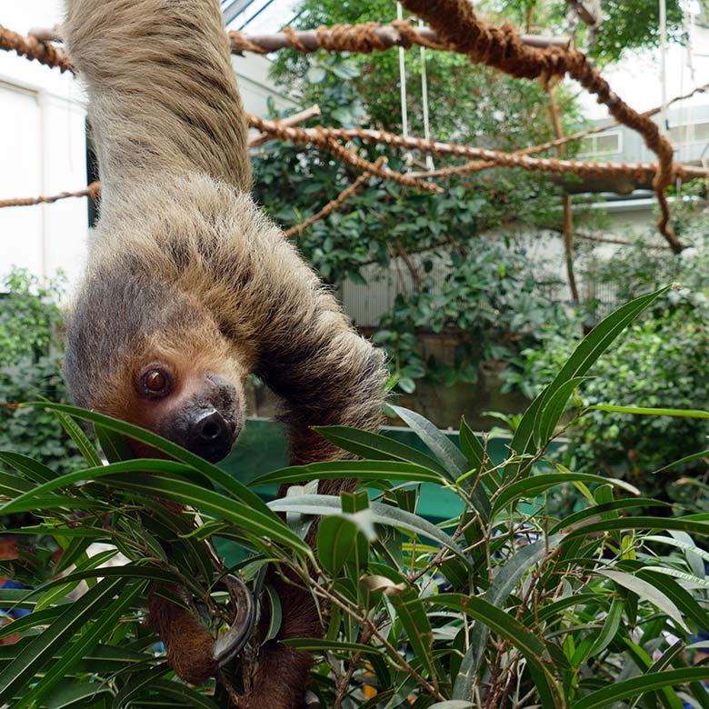 Zweifingerfaultier am 27. März 2022 im Südamerika-Haus im Wuppertaler Zoo