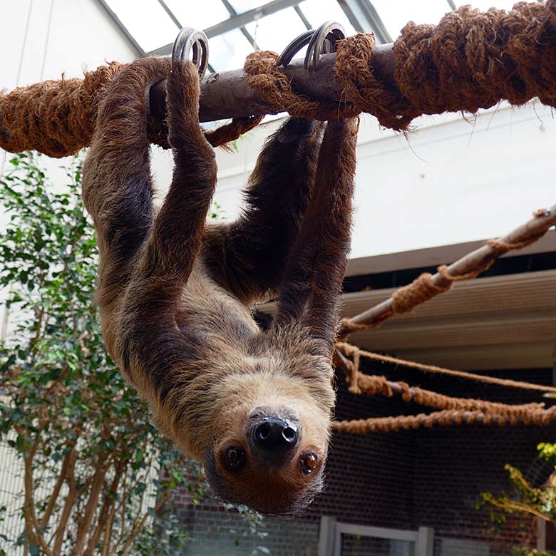 Männliches Zweifingerfaultier CLYDE am 19. April 2022 im Südamerika-Haus im Grünen Zoo Wuppertal