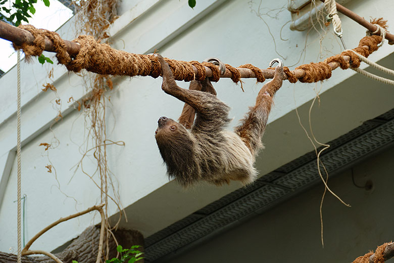 Weibliches Zweifingerfaultier SARITA am 19. April 2022 im Südamerika-Haus im Wuppertaler Zoo