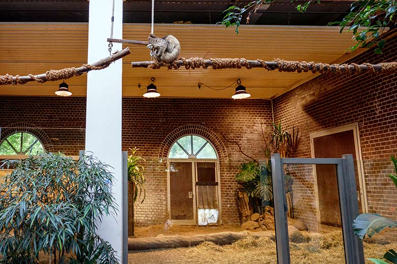 Zweifingerfaultier am 3. August 2022 im Südamerika-Haus im Grünen Zoo Wuppertal
