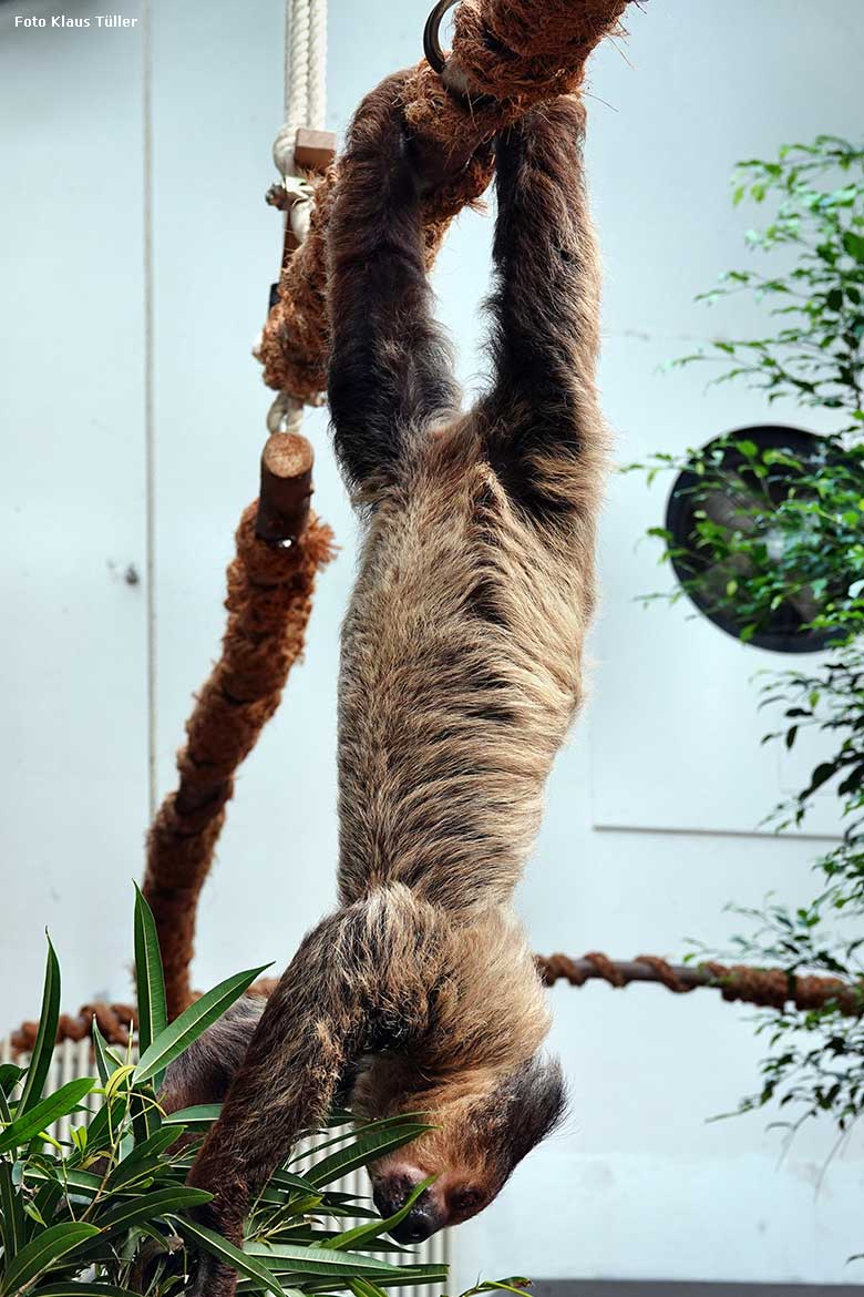 Zweifingerfaultier am 24. August 2022 im Südamerika-Haus im Zoo Wuppertal (Foto Klaus Tüller)