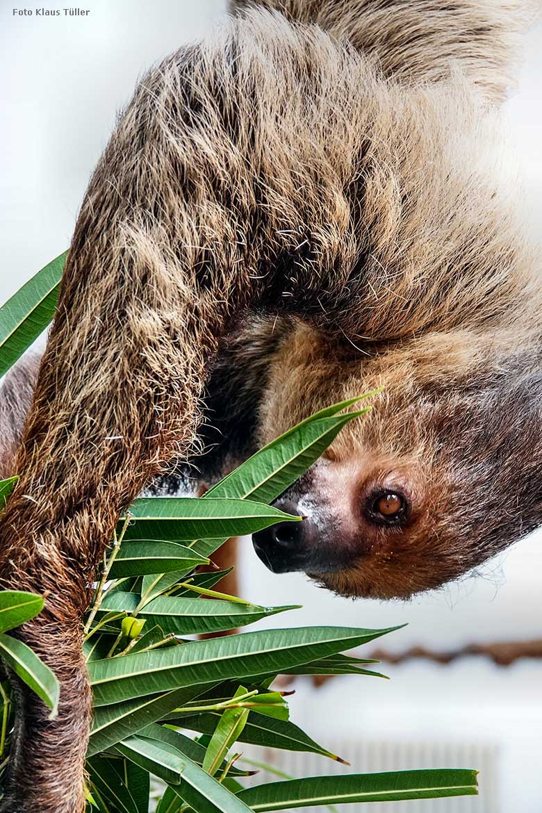 Zweifingerfaultier am 24. August 2022 im Südamerika-Haus im Wuppertaler Zoo (Foto Klaus Tüller)