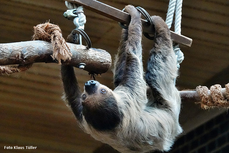 Zweifingerfaultier am 13. September 2022 im Südamerika-Haus im Zoologischen Garten Wuppertal (Foto Klaus Tüller)