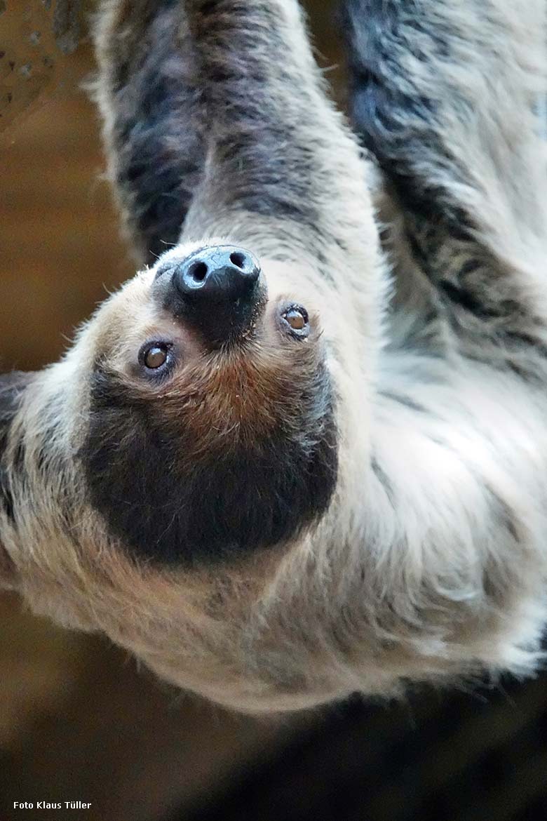 Zweifingerfaultier am 13. September 2022 im Südamerika-Haus im Zoo Wuppertal (Foto Klaus Tüller)