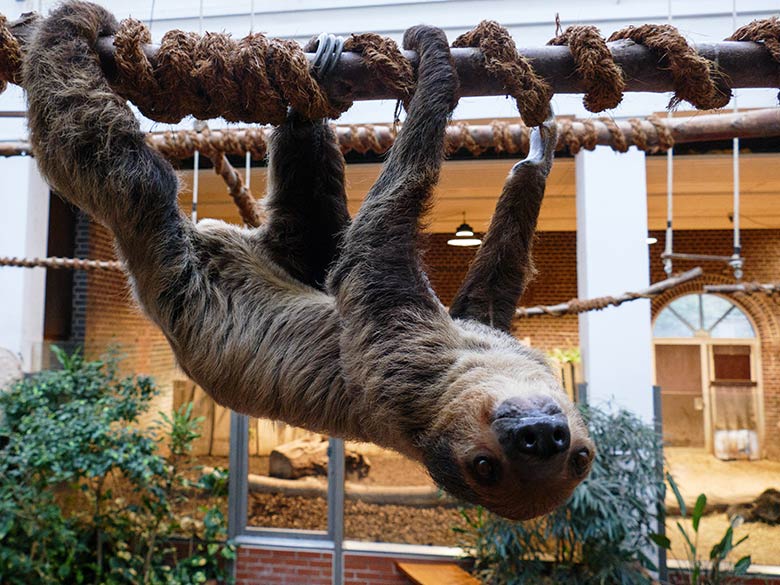 Zweifingerfaultier am 9. Januar 2023 im Südamerika-Haus im Zoologischen Garten Wuppertal