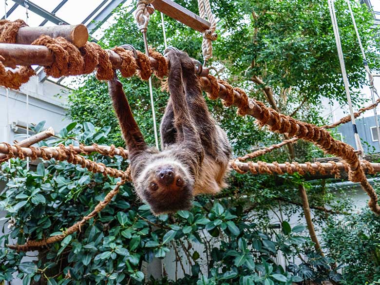 Zweifingerfaultier am 9. Januar 2023 im Südamerika-Haus im Grünen Zoo Wuppertal