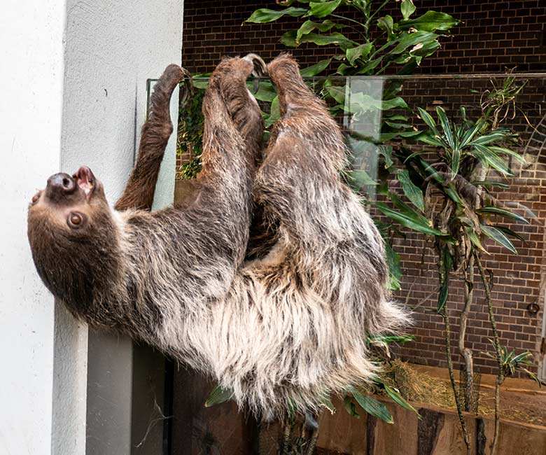 Weibliches Zweifingerfaultier SARITA am 28. Februar 2023 im Südamerika-Haus im Zoo Wuppertal