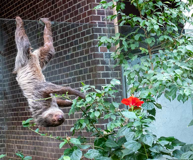 Weibliches Zweifingerfaultier SARITA am 28. Februar 2023 im Südamerika-Haus im Zoo Wuppertal