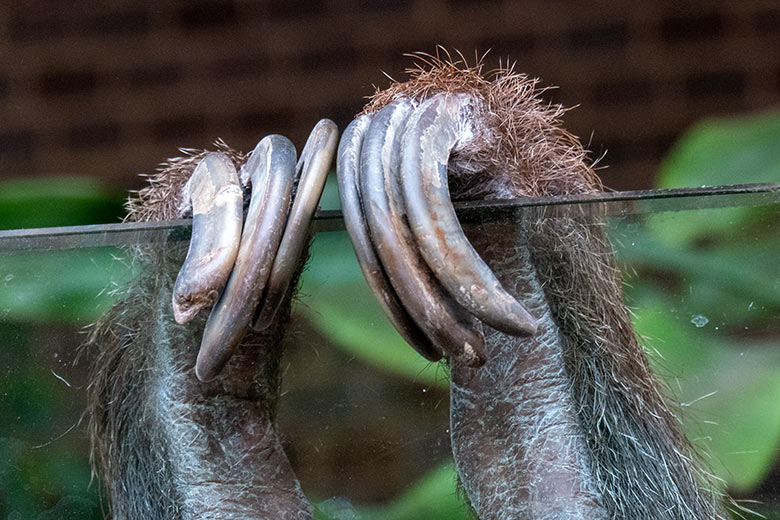 Hintere Zehen des weiblichen Zweifingerfaultiers SARITA am 28. Februar 2023 im Südamerika-Haus im Wuppertaler Zoo