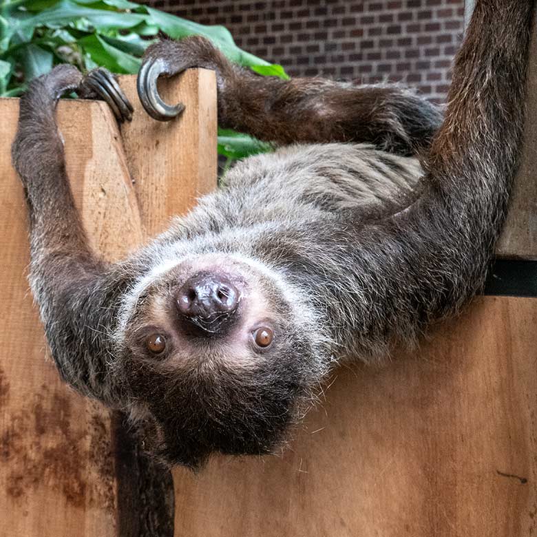 Weibliches Zweifingerfaultier SARITA am 28. Februar 2023 im Südamerika-Haus im Grünen Zoo Wuppertal