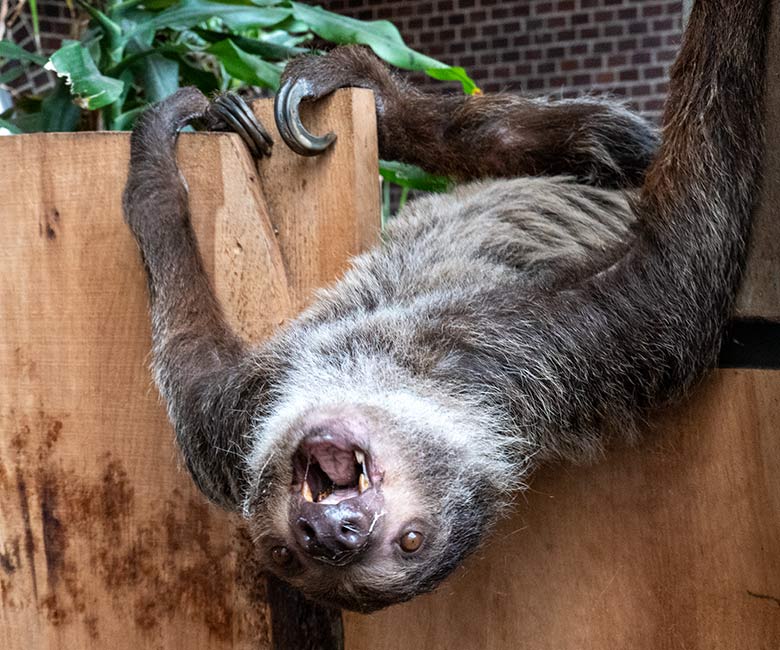 Weibliches Zweifingerfaultier SARITA am 28. Februar 2023 im Südamerika-Haus im Zoologischen Garten Wuppertal