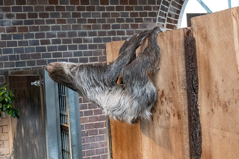 Weibliches Zweifingerfaultier SARITA am 28. Februar 2023 im Südamerika-Haus im Wuppertaler Zoo